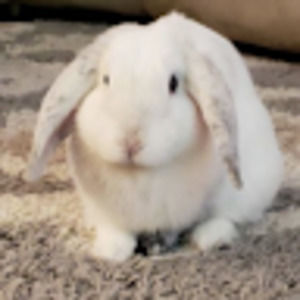 Meet your Posher, Alina